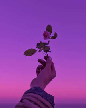手拿著玫瑰，背景是紫色粉紅色的暮色天空。 — 型格動態圖 壁紙