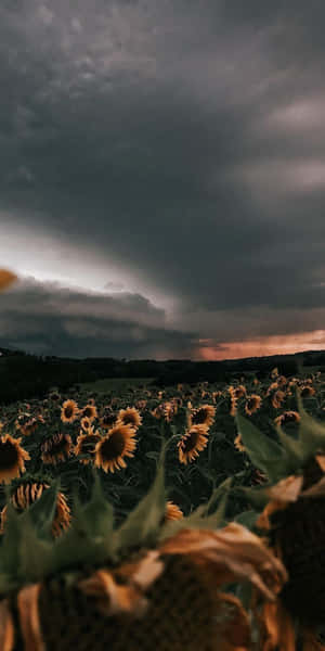 暴風雨天空下，田野中的向日葵與橙色夕陽。
