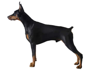 一隻黑色和棕褐色杜賓犬在白色背景下側身站立。