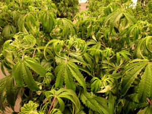 在人工照明下室內生長的鮮綠色大麻植物的特寫。