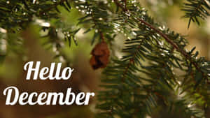 常綠樹枝與乾燥的松果和文字 Hello December。