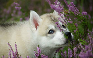 紫色石楠花叢中的毛茸茸藍眼哈士奇幼犬 — 金毛尋回犬 BB GIF 壁紙