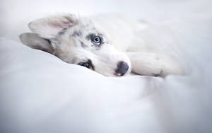 一隻帶有藍色眼睛的睏倦哈士奇幼犬，蜷縮在白色床單上。 — 金毛尋回犬 BB GIF 壁紙