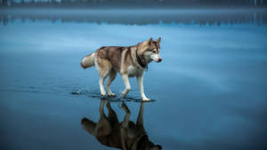 一隻哈士奇狗在平靜的水中行走，帶有清晰的倒影。 — 金毛尋回犬 BB GIF 壁紙