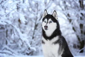 一隻在雪地森林中擁有藍色眼睛的雪橇犬。