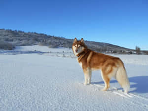 紅白色雪橇犬站在深雪中，背後有雪丘和藍天。 — 金毛尋回犬 BB GIF 壁紙