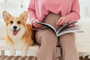 哥基犬圖片 — 海盜船 壁紙