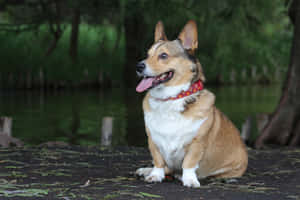 哥基犬圖片 — 海盜船 壁紙