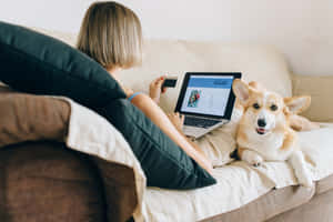 哥基犬圖片 — 海盜船 壁紙
