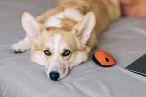 哥基犬圖片 — 海盜船 壁紙