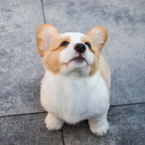 哥基犬圖片 — 海盜船 壁紙