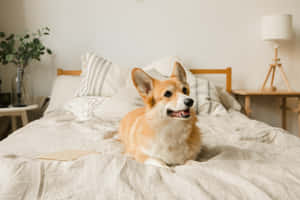 哥基犬圖片 — 海盜船 壁紙