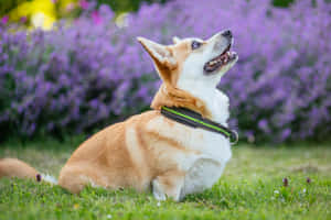 哥基犬圖片 — 海盜船 壁紙