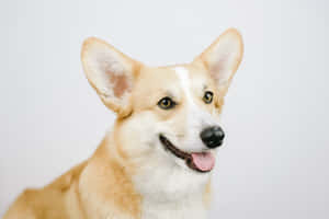 哥基犬圖片 — 海盜船 壁紙