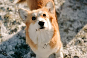 哥基犬圖片 — 海盜船 壁紙