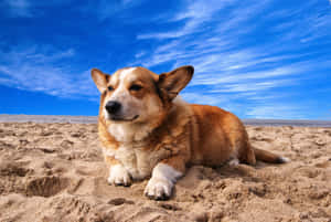哥基犬圖片 — 海盜船 壁紙