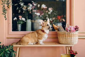 哥基犬相片 — 海盜船 壁紙
