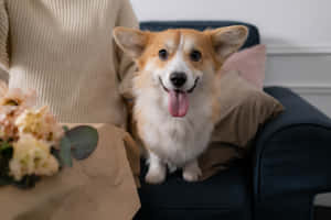 哥基犬相片 — 海盜船 壁紙