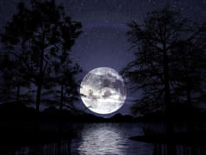 滿月高懸湖上，樹木剪影映襯繁星夜空。 — 森林 壁紙