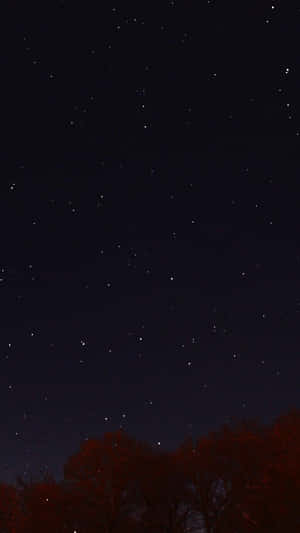 在星空夜空下的剪影秋樹。 — 星星 壁紙