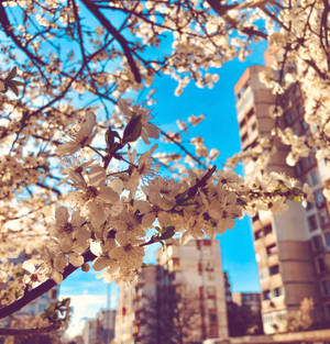 白色櫻花盛開，襯托藍天和城市建築。 — 唯美雲朵動態 壁紙