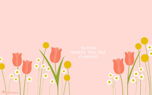 粉紅色背景上的粉紅色鬱金香和雛菊，帶有文字 bloom where you are planted。