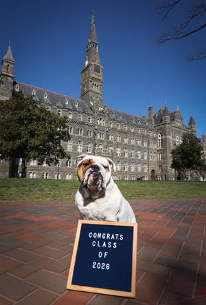 白色鬥牛犬坐在磚路上，帶有「Congrats Class of 2026」標誌，前面是大學建築。