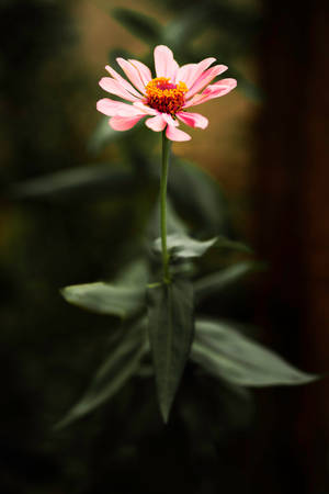 一朵粉紅色百日菊花，橙色花心，綠色莖幹，背景是模糊的葉子。