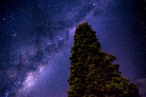 高聳的樹木映襯著星空，銀河可見
