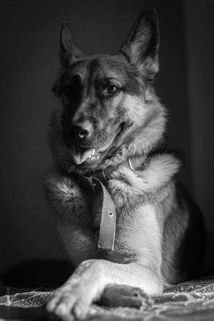 德國牧羊犬在黑白照片中伸出舌頭休息