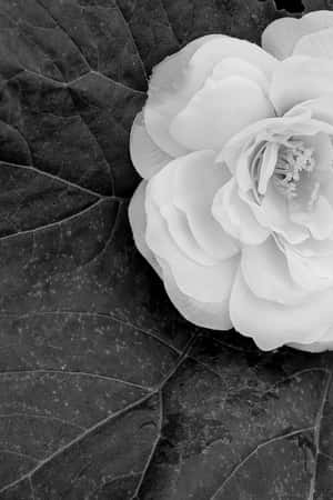 一朵帶有層層花瓣的白花躺在有紋理的深色葉子上。 — Vivo Pad SE 壁紙