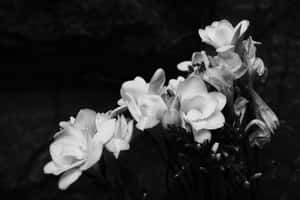 黑白花卉佈置，帶有柔軟的花瓣和深色背景。 — MacBook Pro M3 壁紙