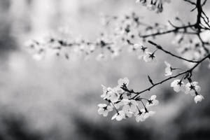 櫻花枝條的黑白特寫，背景柔和模糊。