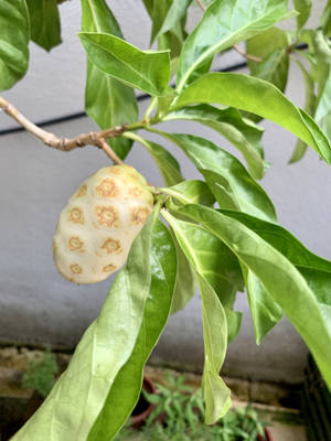 一個諾麗果掛在花園中長滿樹葉的樹枝上。