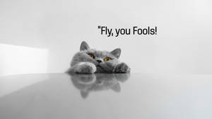 一隻灰色貓咪，琥珀色眼睛，從反光表面上方窺視，上方有文字「Fly, you Fools!」。