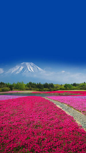 喺晴朗藍天下，背景係富士山嘅充滿活力粉紅色花田。 — 三星 Galaxy S20 壁紙