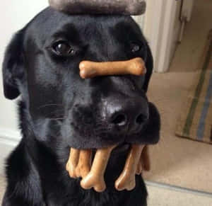 黑色拉布拉多犬鼻上和嘴裡有骨頭看著鏡頭