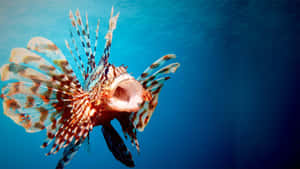 獅子魚張開嘴巴在藍色海水中游泳 — 水下 壁紙