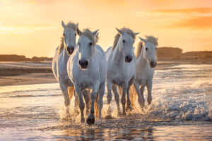 四匹白馬在金色日落時分奔騰穿過海浪。