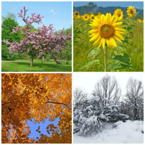 四個季節的自然場景：櫻花、向日葵、秋葉和積雪樹木。 — 冬天 壁紙