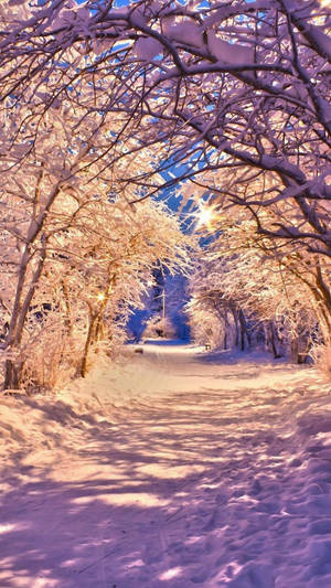 冬季森林中發光樹木下的雪徑