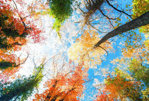秋樹的樹冠，樹葉呈紅色、橙色和黃色，映襯著藍天。