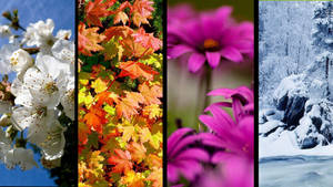 四個季節的自然場景垂直拼貼：春天花朵、秋天樹葉、夏天花卉和冬天雪景。