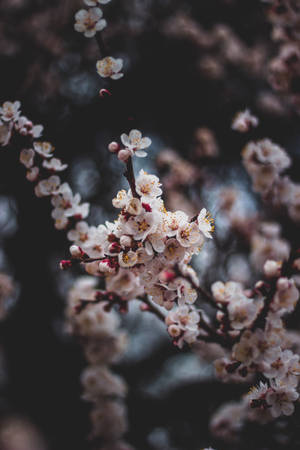 特寫白色櫻花，黃色花心，深色樹枝。