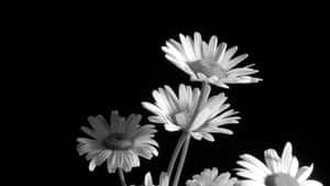 深色背景上的四朵黑白雛菊。 — 唯美花朵動圖 壁紙