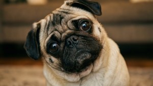一隻擁有棕色大眼的八哥犬看著鏡頭。 — 困惑 壁紙