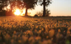 夕陽下的草地，背景有樹木 — 溫暖 壁紙