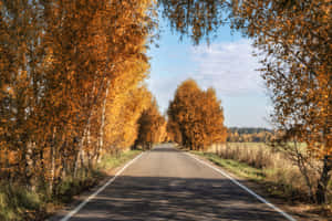 在晴朗的藍天下，一條風景如畫的秋日道路兩旁種滿了金色的樹木。