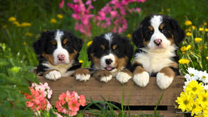 三隻伯恩山犬幼犬在色彩繽紛的花園中。