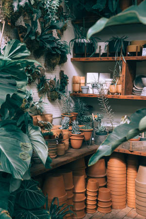 疊放的赤陶盆和盆栽植物充滿了舒適的室內園藝店。